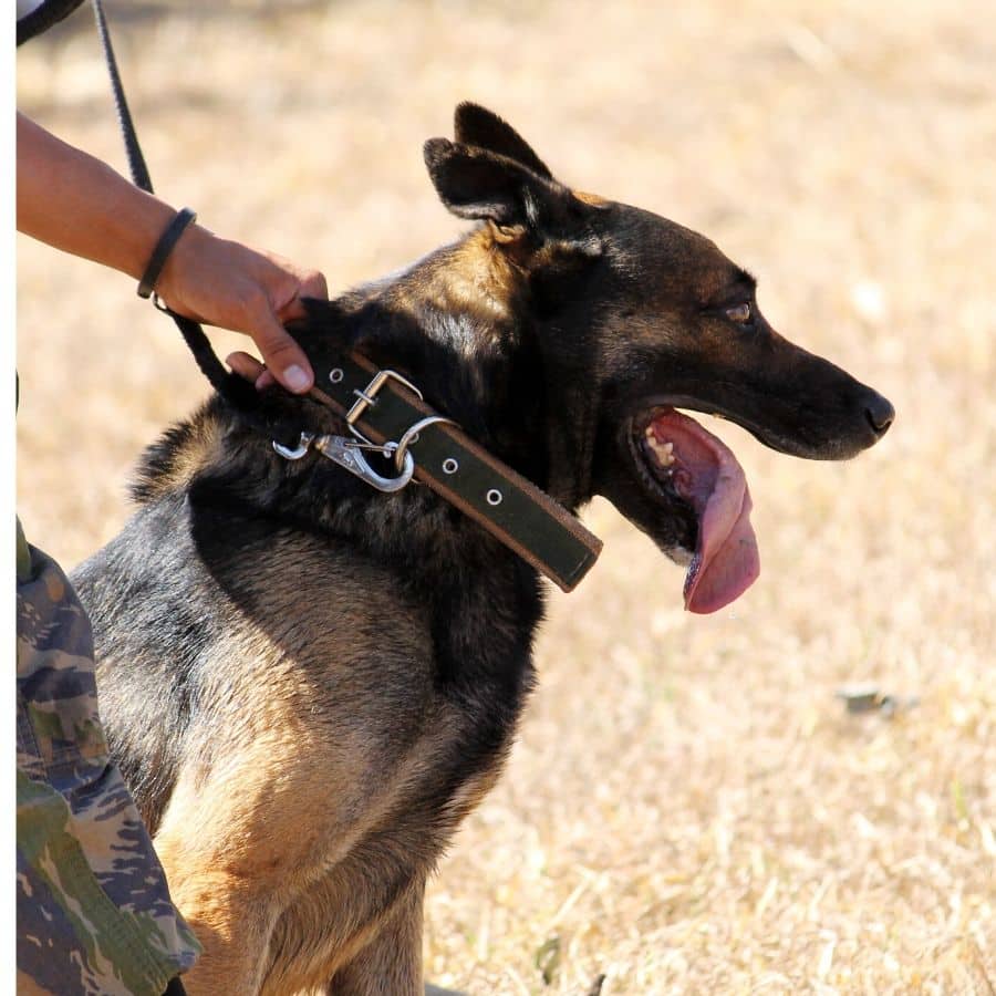 Perro de trabajo: ¡Profesiones realizadas por perros!