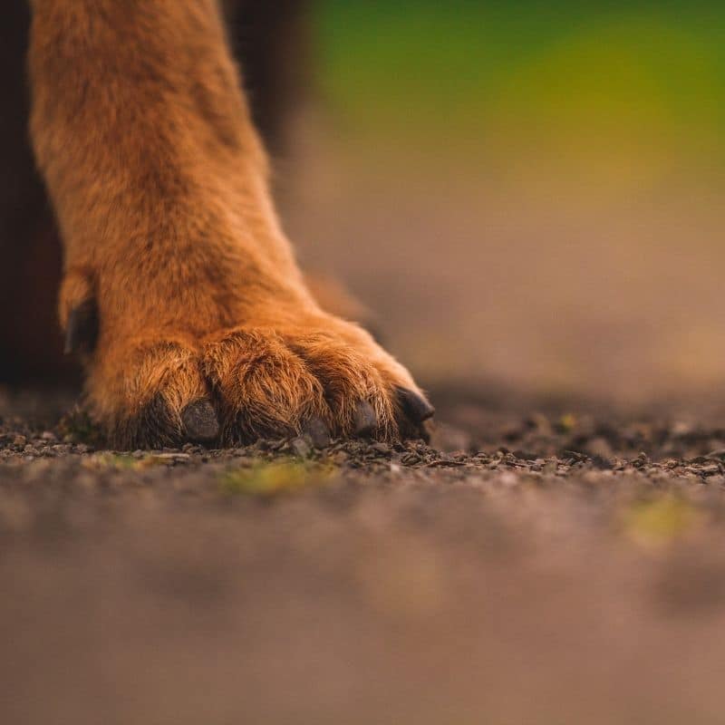 Perché i cani si leccano le zampe?