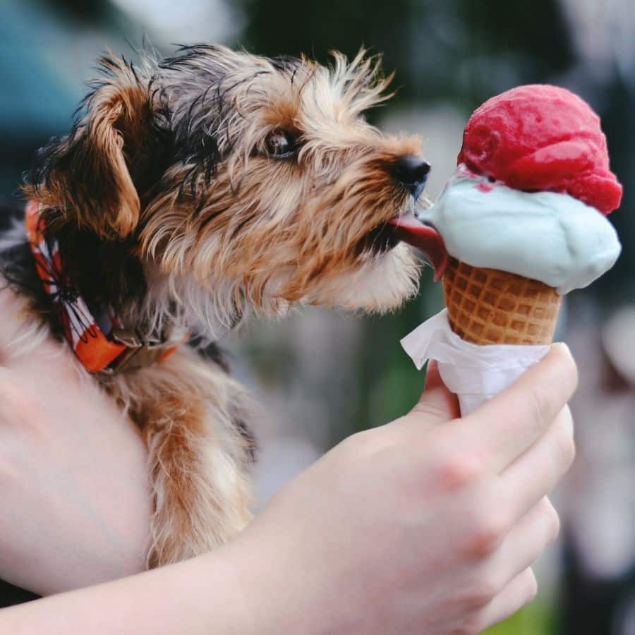 Insegnare al mio cane a non chiedere cibo