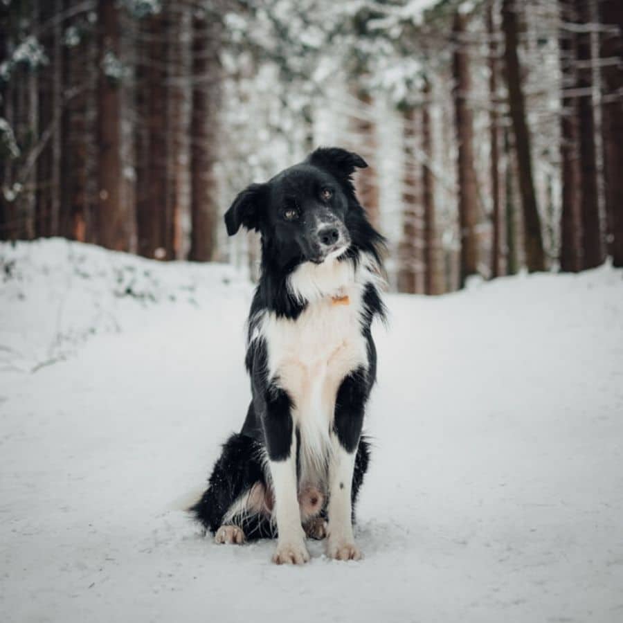 Ipotermia nel cane, come identificarla e prevenirla