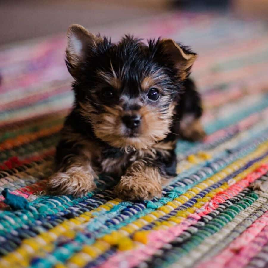 Como deve ser a quarentena do seu cão?