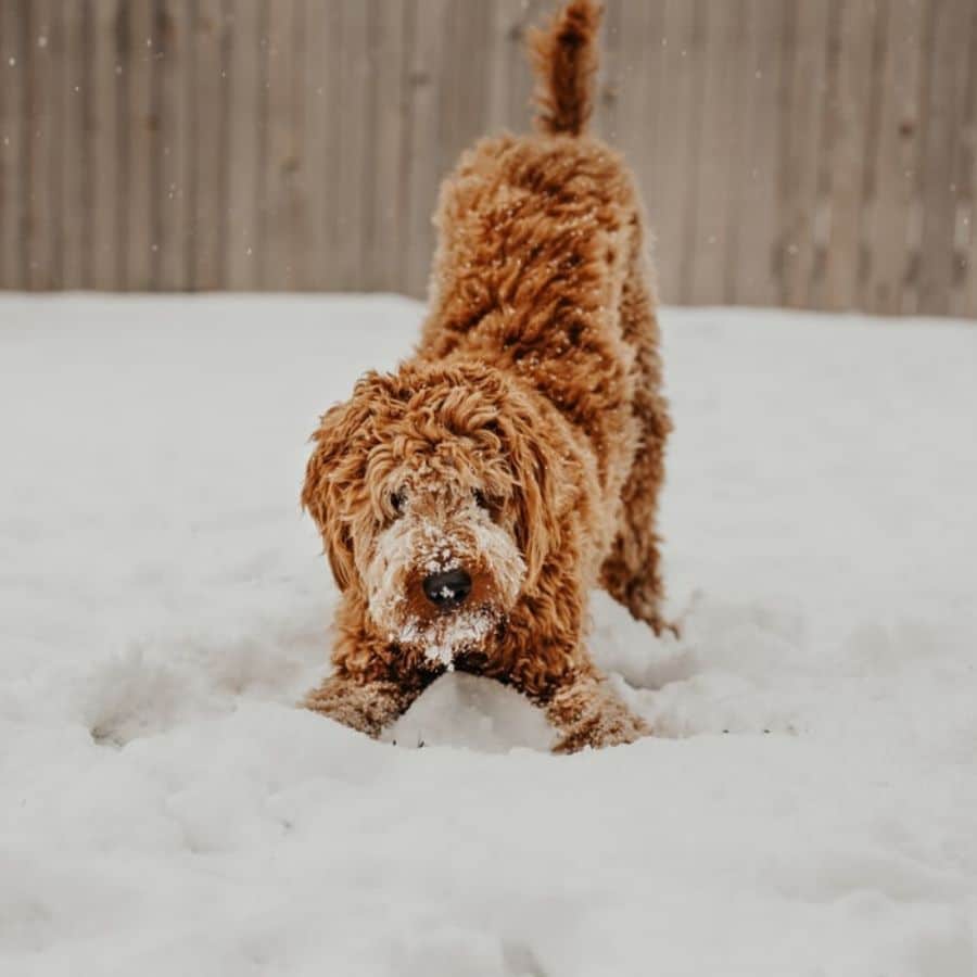 Le 4 attività che posso fare col mio cane quando fa freddo!