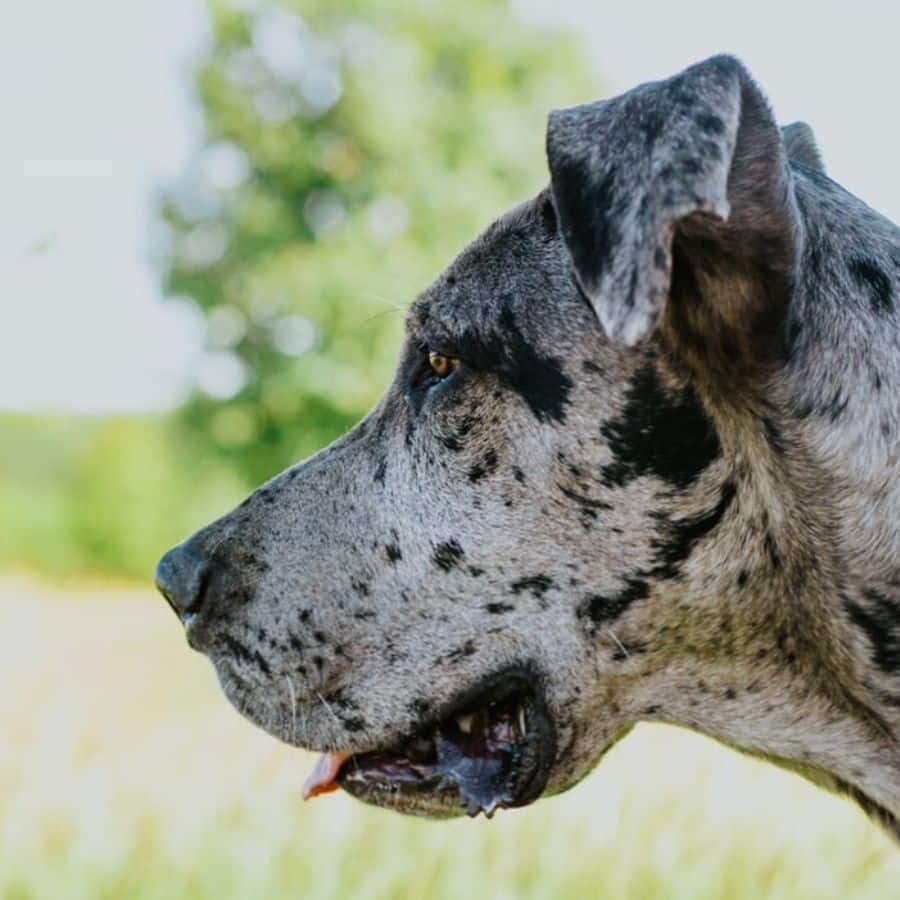 Quando scegliere la ciotola rialzata per il cane