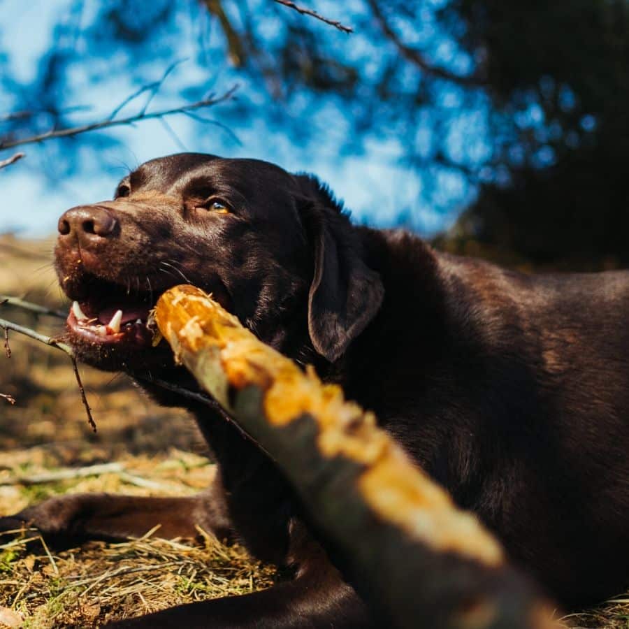 Il cane rosicchia tutto. Cosa posso fare?