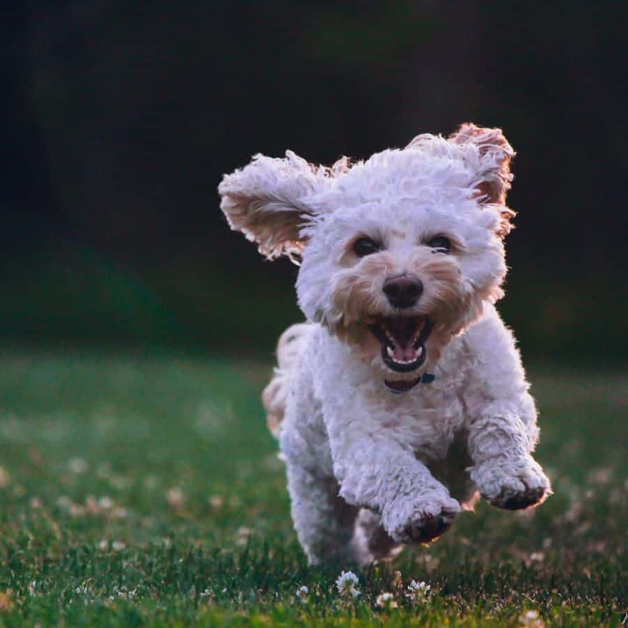 Il mio cane ha paura di una persona: che fare?