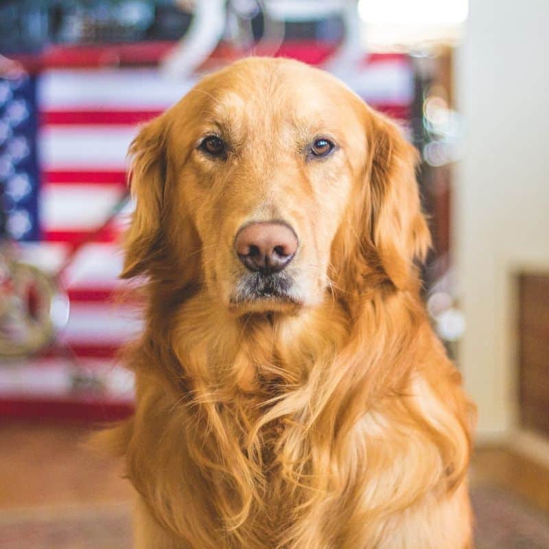 Cosa devo fare se il mio cane ha un tumore mammario?