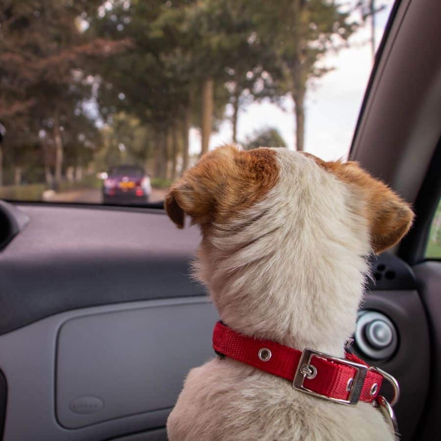 5 modi per tranquillizzare il tuo cane ansioso o con mal d’auto