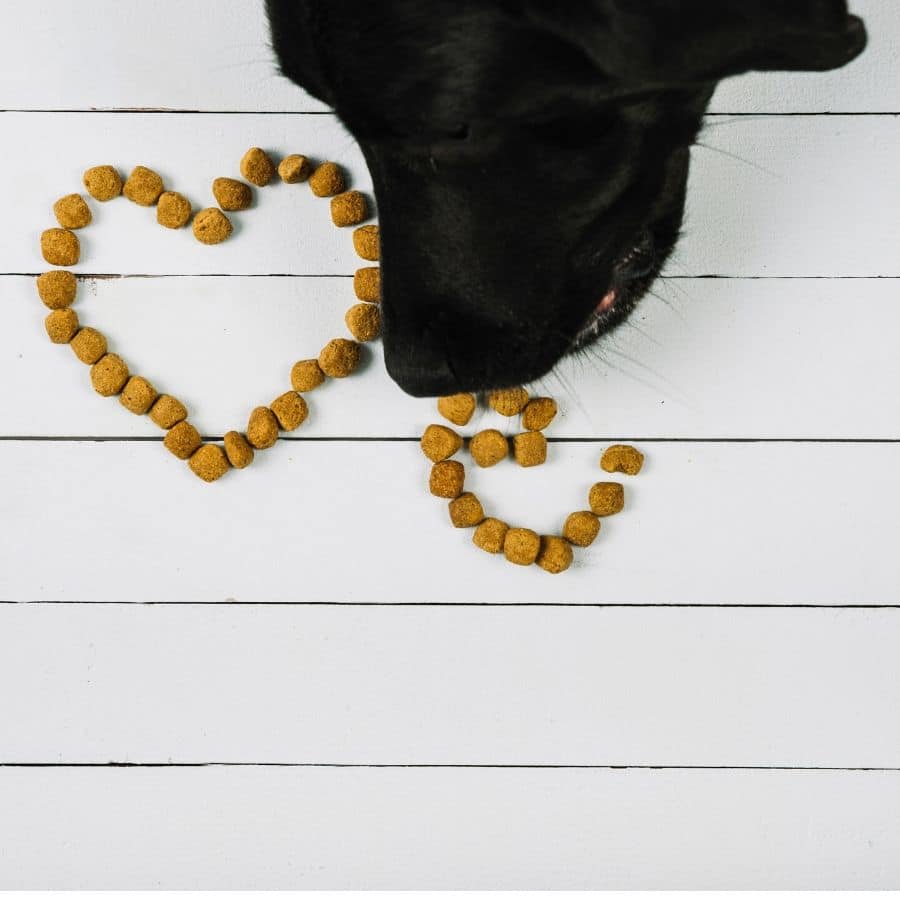 Quante volte al giorno deve mangiare un cane ?