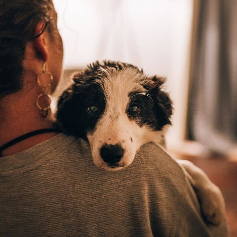 Cães de assistência emocional. O que são?