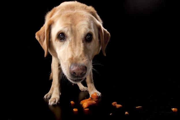 Cosa aggiungere alle crocchette del cane