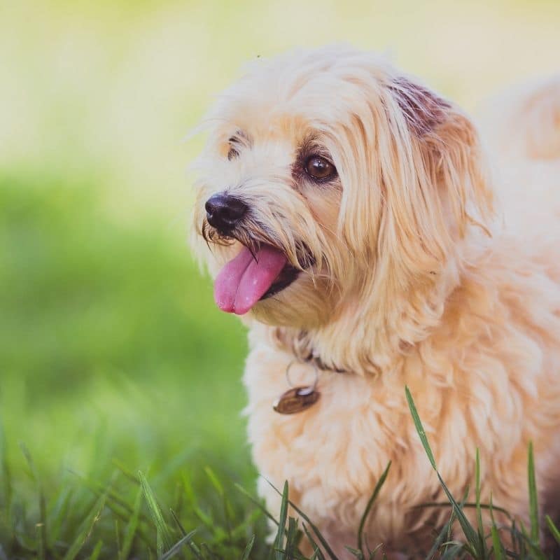 Que cuidados devo ter após a esterilização do meu cão?