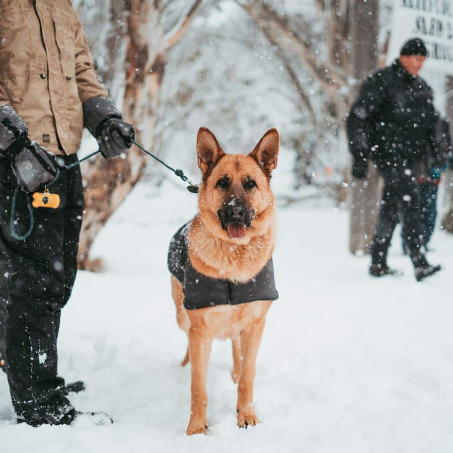 5 coisas que os cães fazem por nós