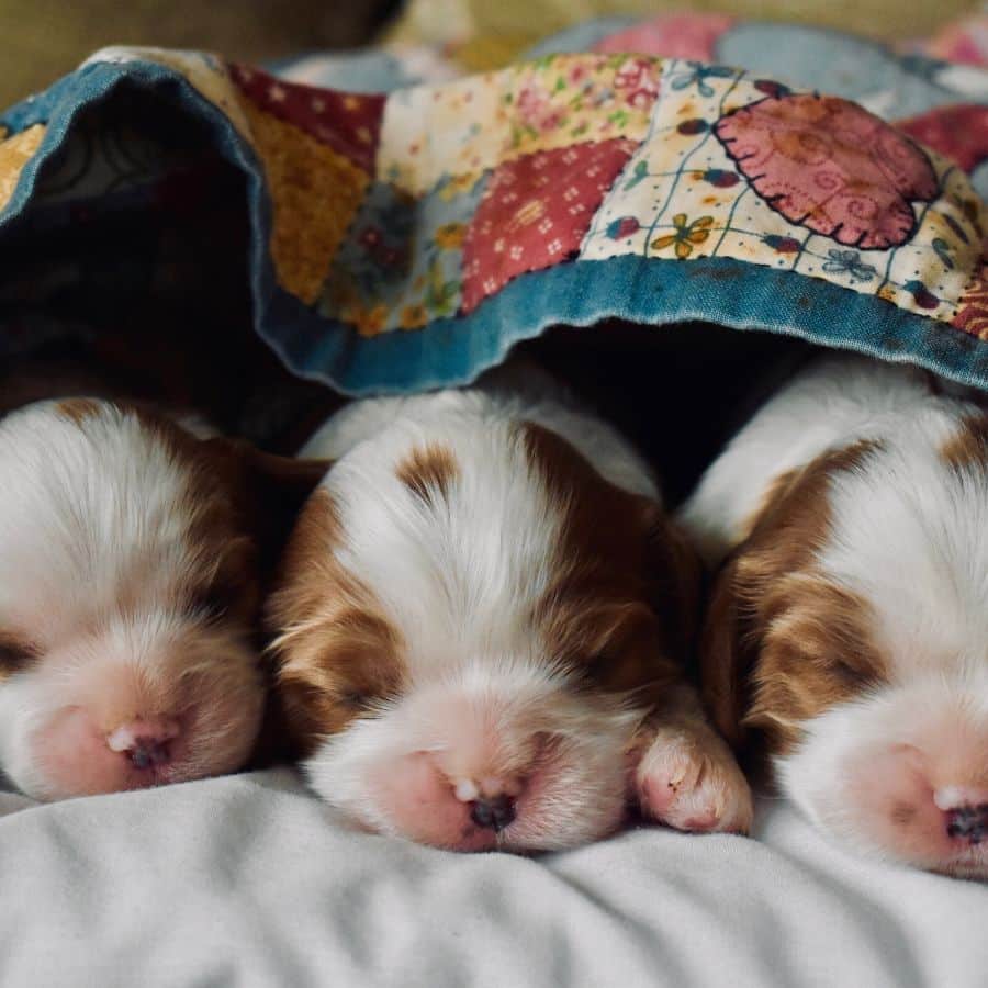 Moquillo en perros: qué es, síntomas y cómo se trata.