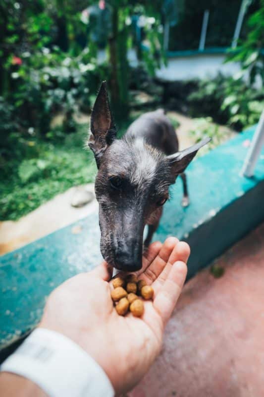 I cani possono mangiare le olive?