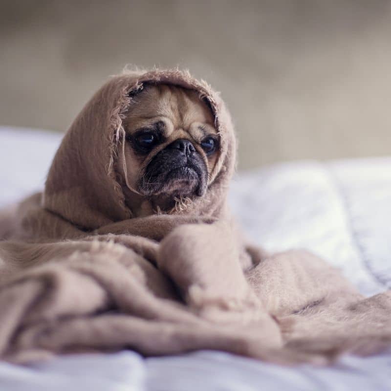 O meu cão está a tremer: o que devo fazer?