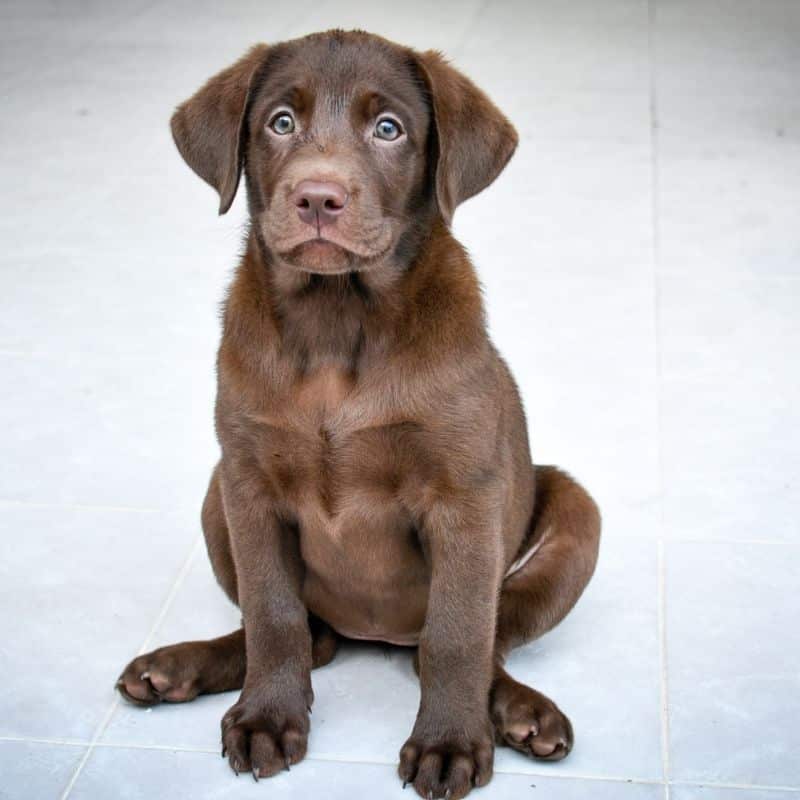 Será que o meu cão faz xixi a mais?