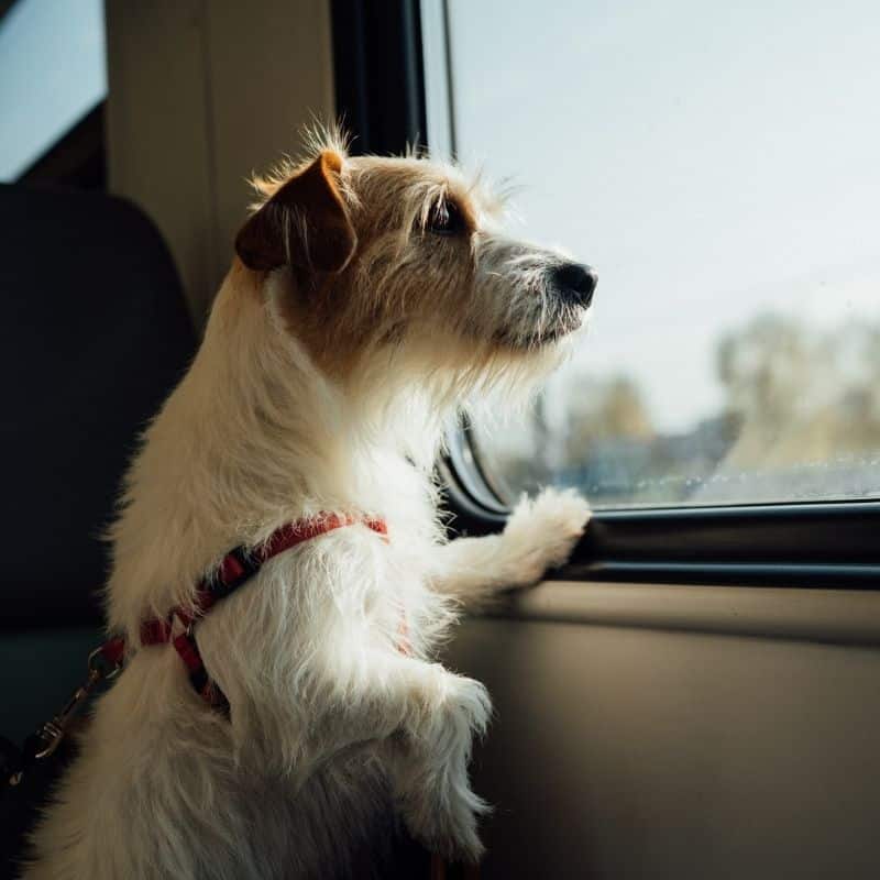 Pode viajar com o seu cão no metro ou autocarro?