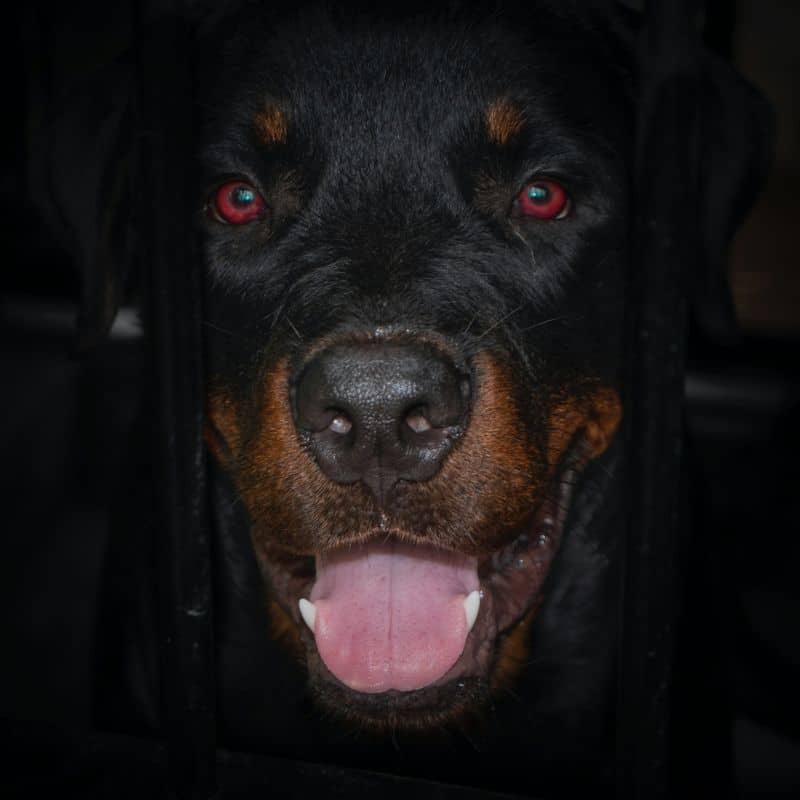 Mitos e verdades sobre o Rottweiler