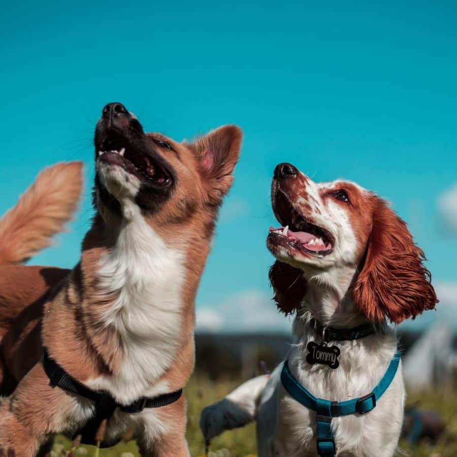 Devo dar ao meu cão alimentos húmidos?