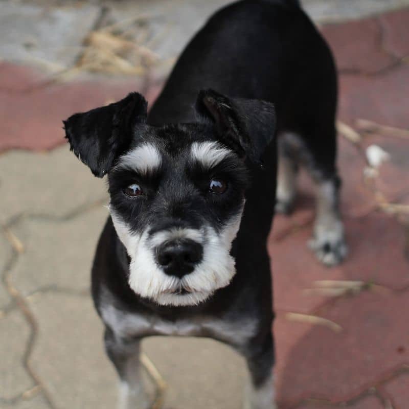 Differenze tra cane meticcio e cane di razza