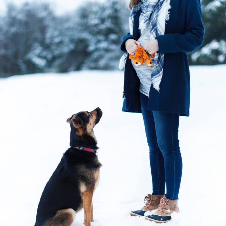 Schwanger mit Hund: worauf sollte man achten?