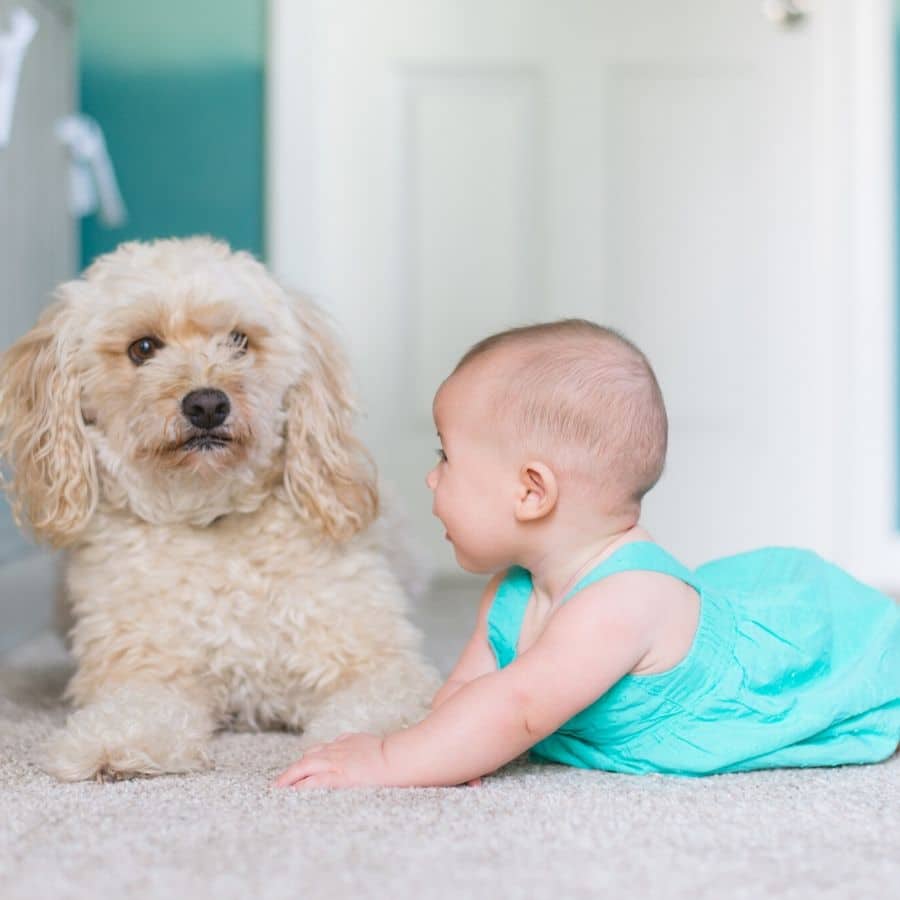 Baby und Hund treffen das erste Mal aufeinander