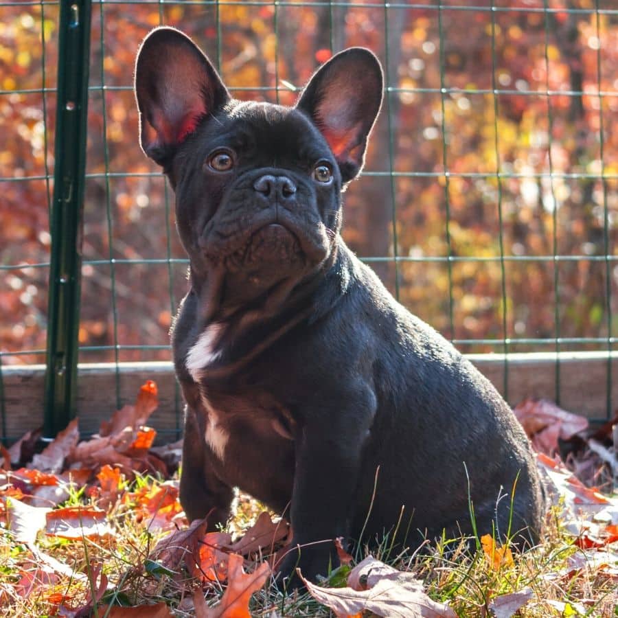 Cães braquicefálicos: descubra 6 curiosidades sobre a braquicefalia