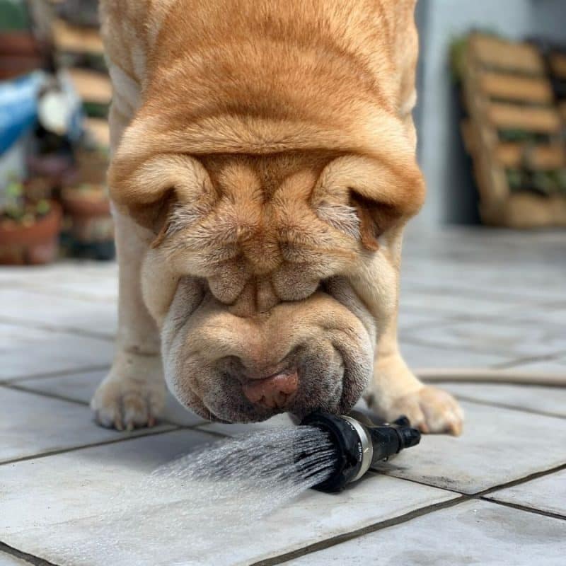 Febre do Shar Pei: o que é e como tratar?