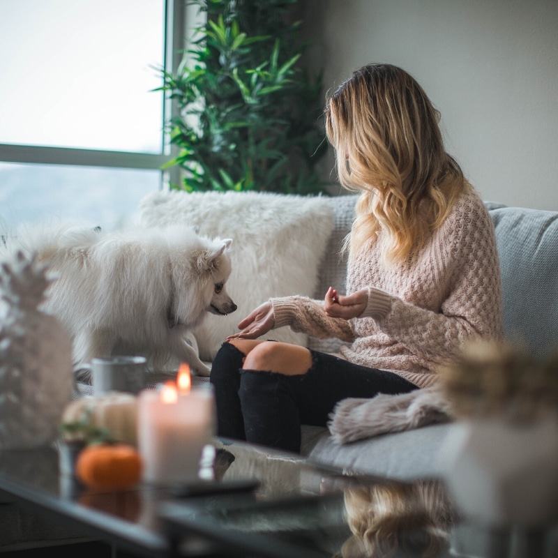 Actividades para hacer con mi perro en casa