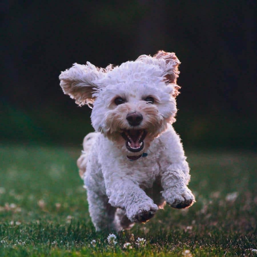 Mi perro no deja de ladrar en casa ¿qué puedo hacer?