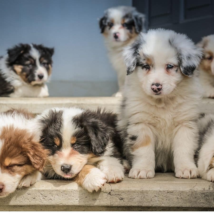 ¿Cómo socializar a un cachorro correctamente?