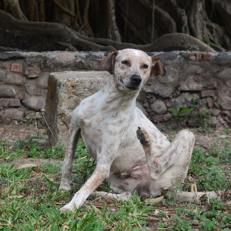 qué causa la caspa de perro excesiva