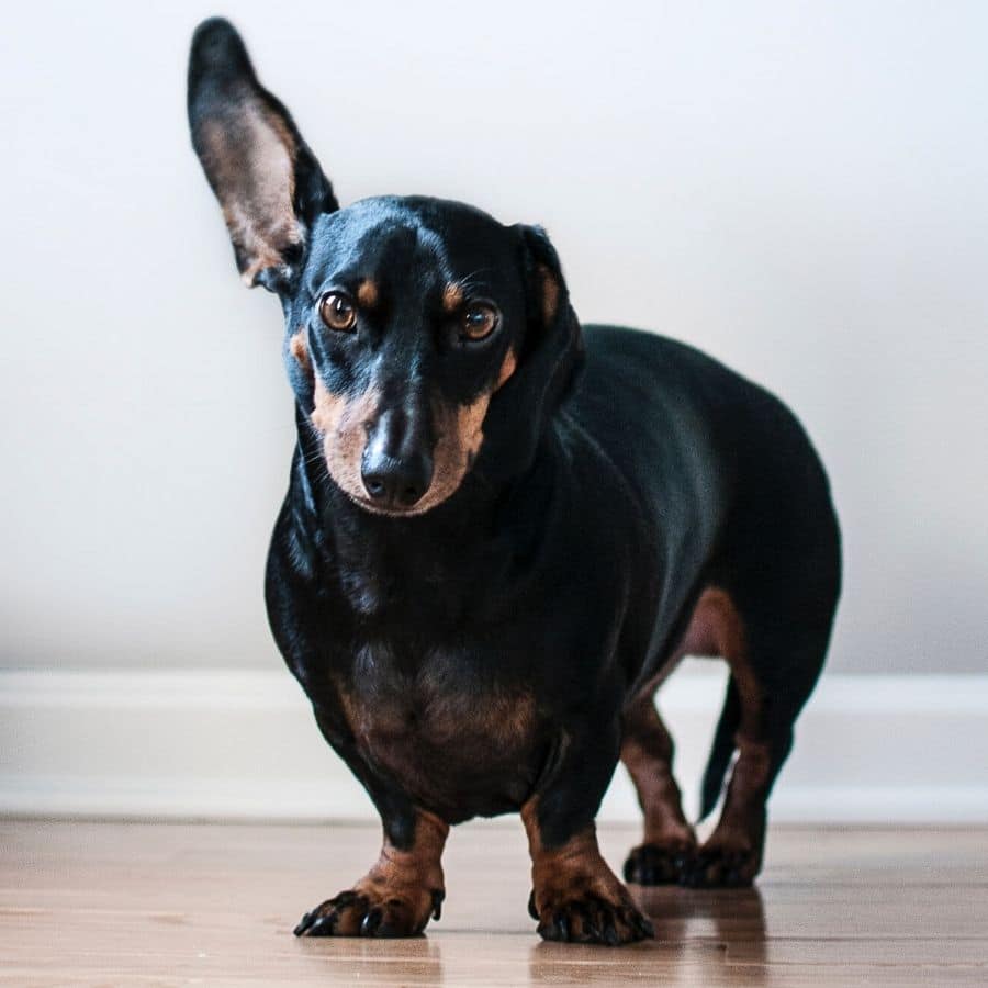 Cómo enseñar el nombre a tu perro