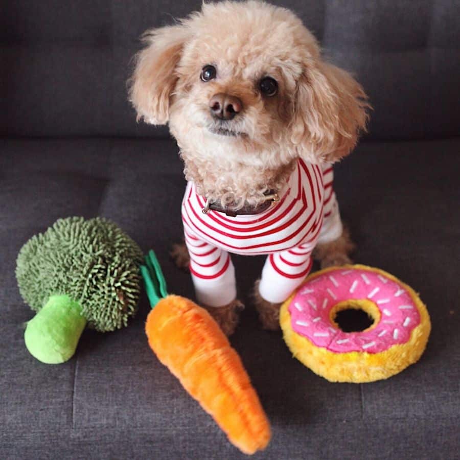 6 frutas que los perros pueden comer (y las que deben evitar)