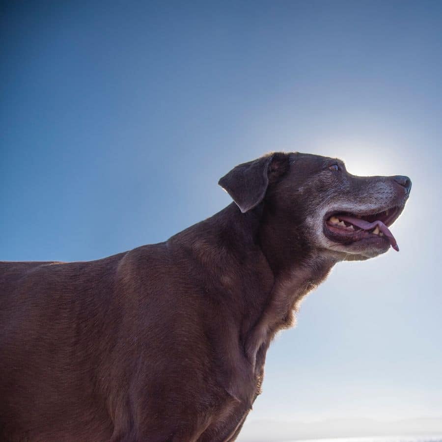 ¿Mi perro necesita pañales para perros?