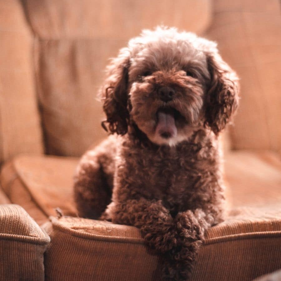 Come dovrebbe essere la quarantena del tuo cane?