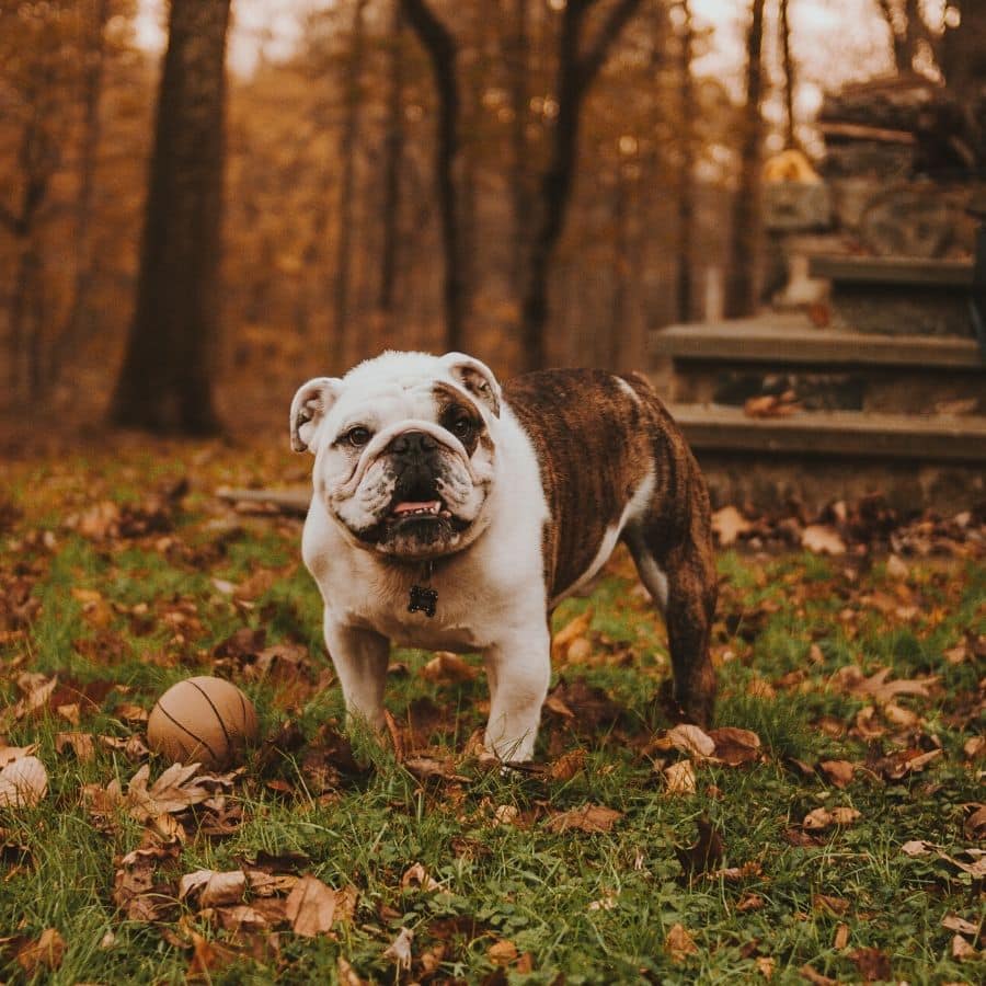 ¿Por qué mi perro hace las heces blandas?