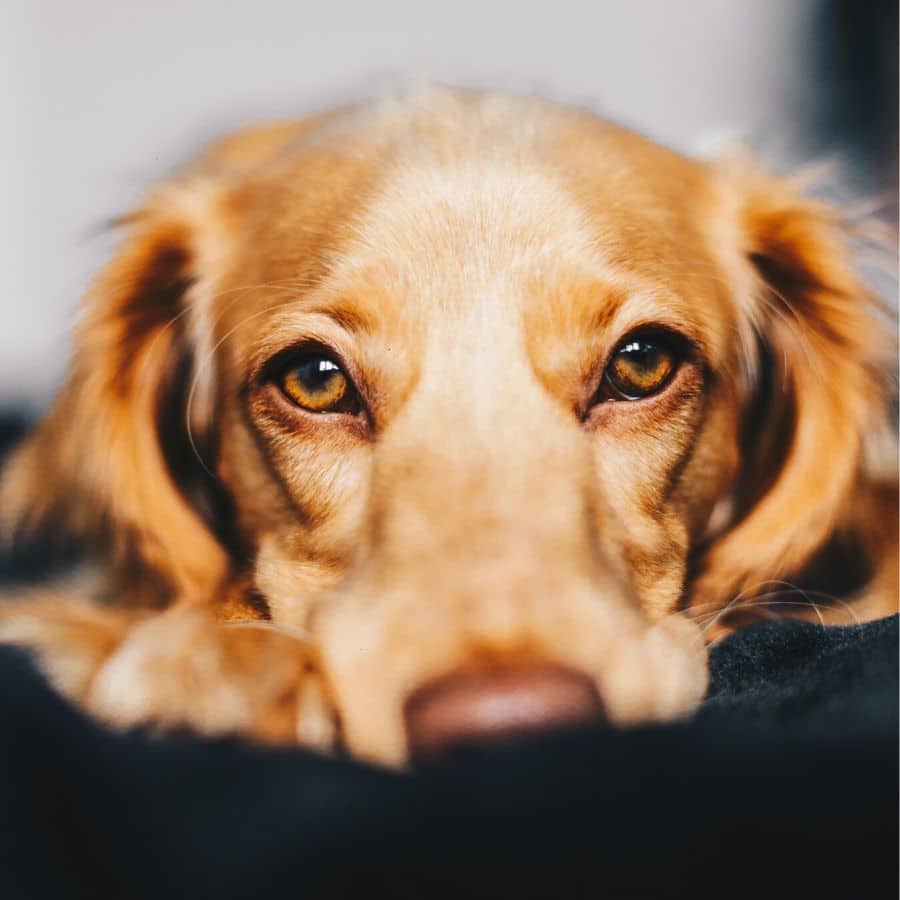 Schmerzerkennung beim Hund