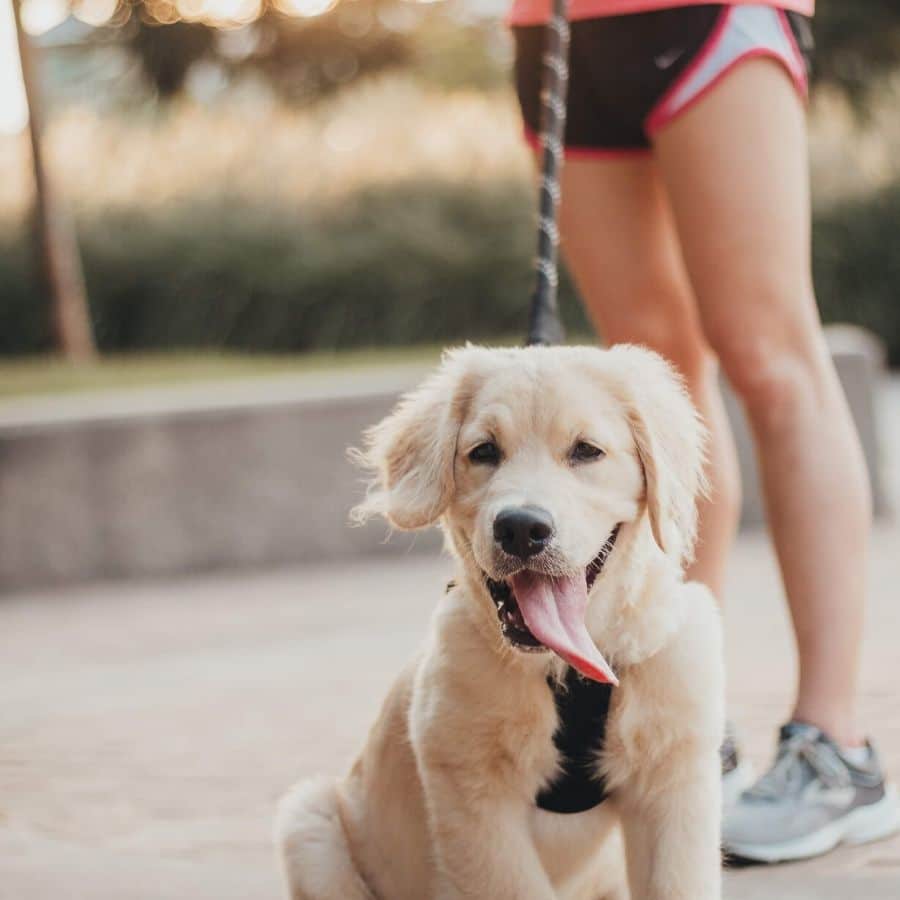 Exercícios que pode fazer com o seu cão