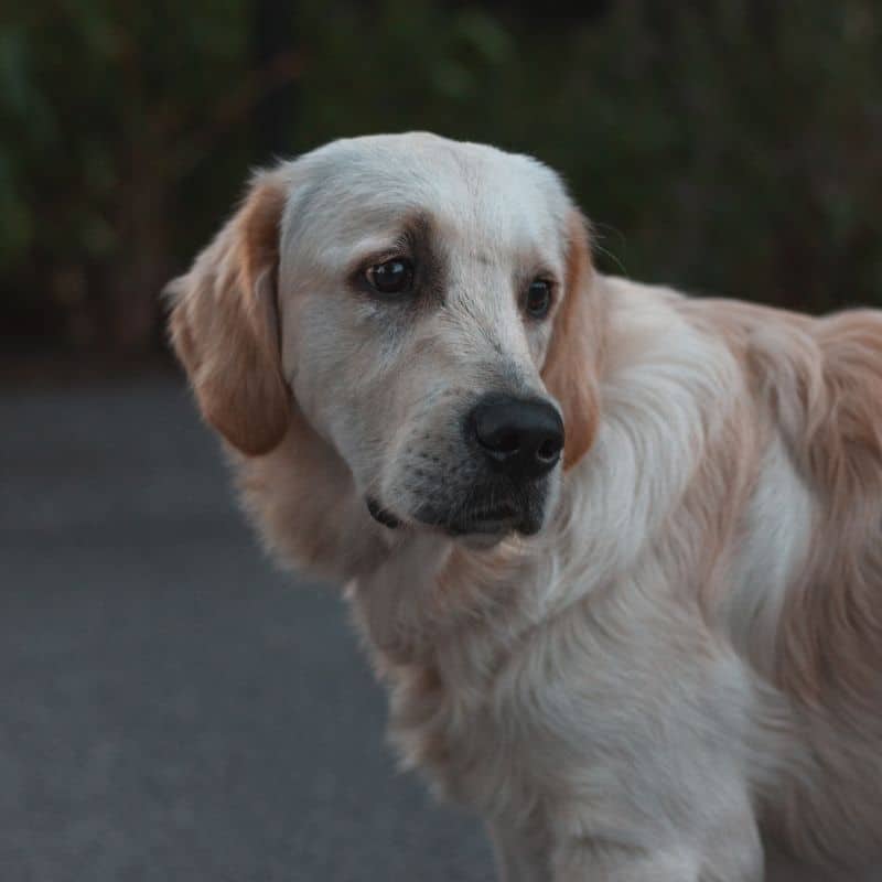 Come capisco se il cane ha la febbre?