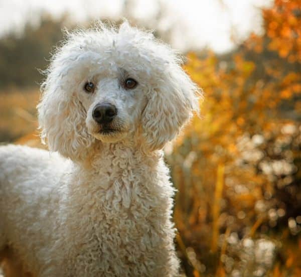 Il barboncino perde il pelo?