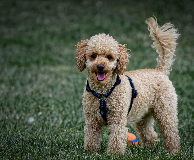 Crocchette per cani con problemi al cuore