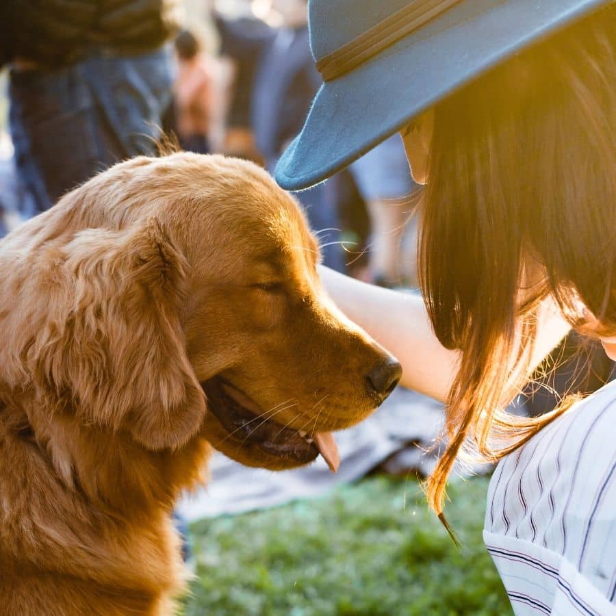 Come socializzare con un cane correttamente