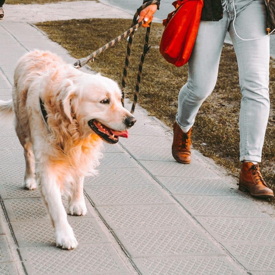 Mein Hund zieht an der Leine. Was kann ich tun?