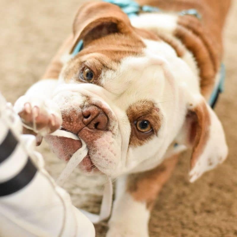 Il cane morde i fili elettrici. Come posso farlo smettere?