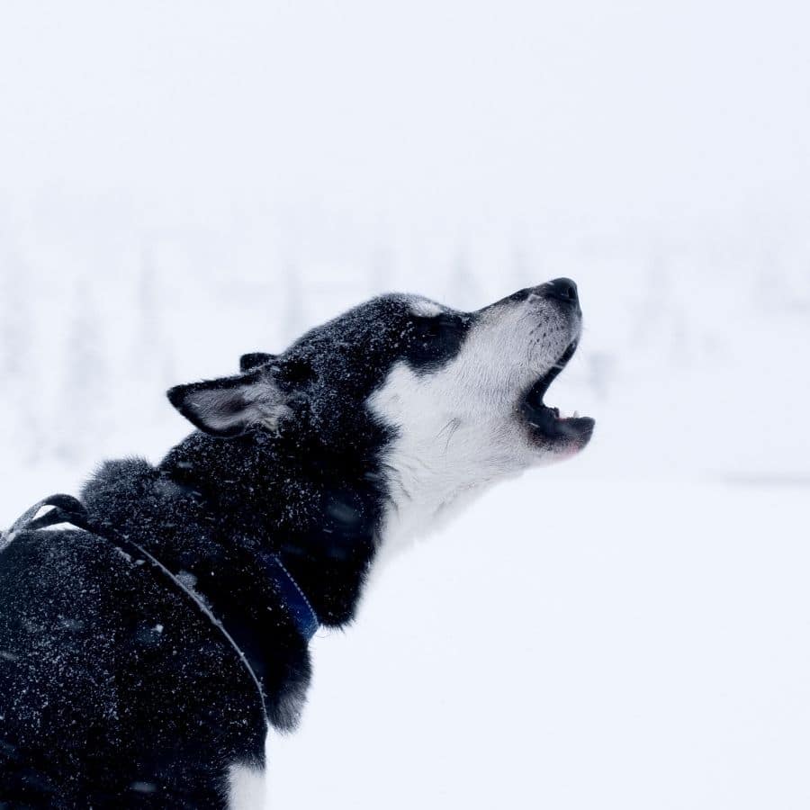 Il mio cane non smette di abbaiare in casa: cosa posso fare?