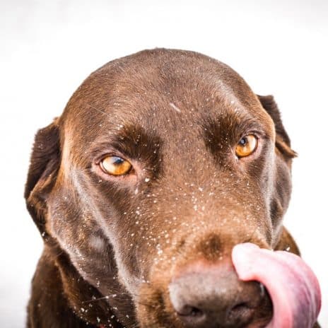 ¿Los perros pueden comer mariscos? - Blog Barkyn