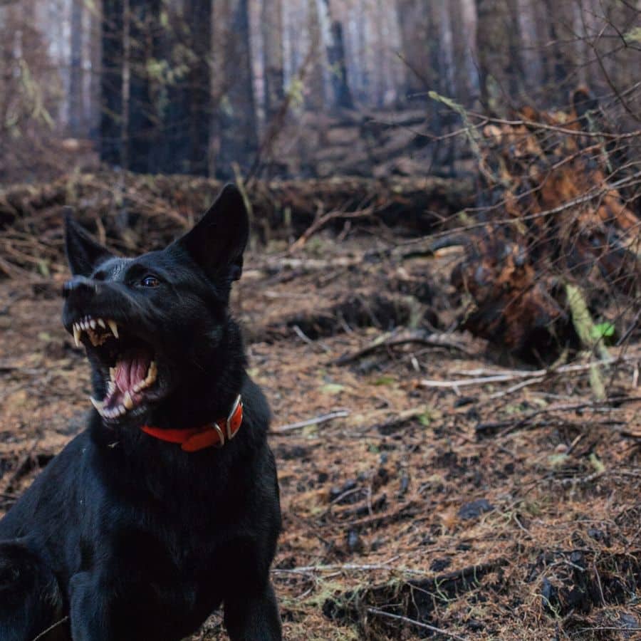 Aggressività del cane: dipende dalla sua razza?