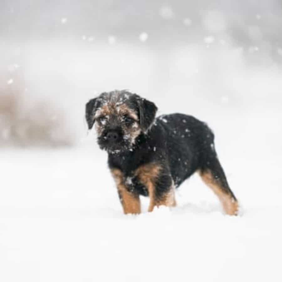 Cane con le orecchie fredde, cosa vuol dire?