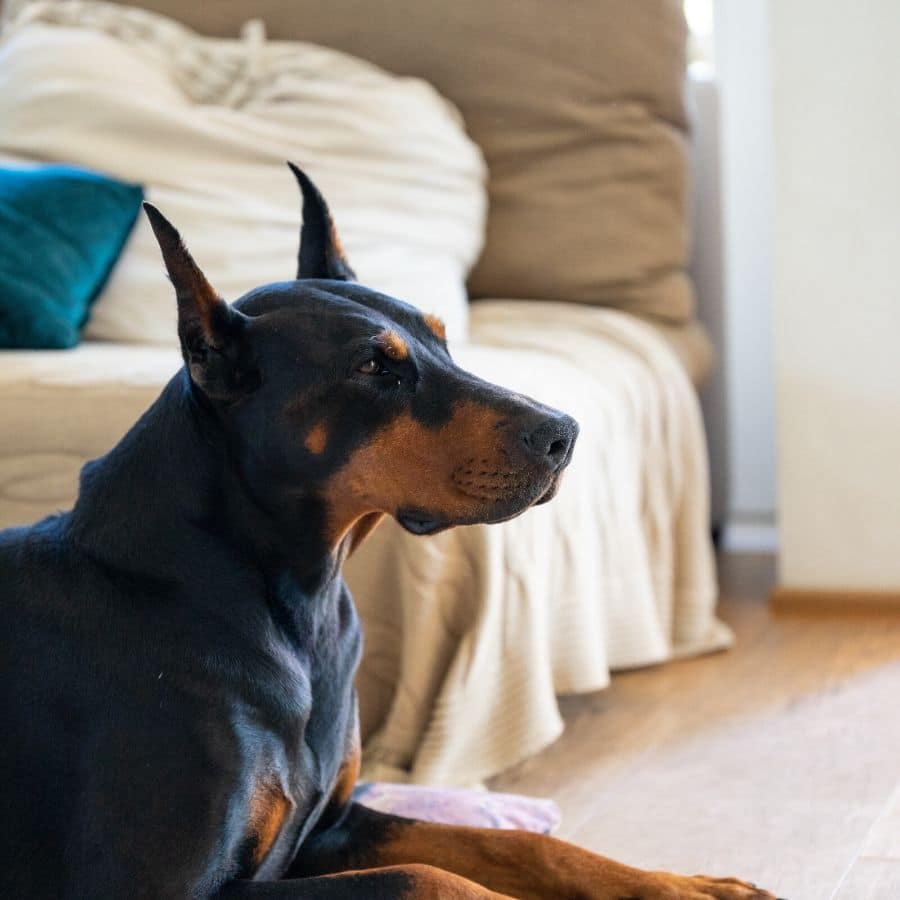 Quali sono i migliori cani da guardia?